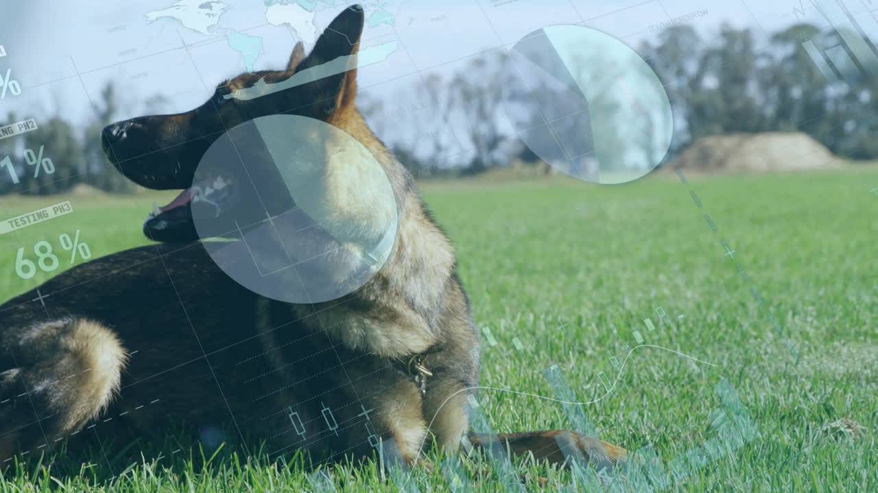 German Shepherd lying on grass with data processing animation overlay