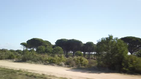 Driving-by-iconic-coastal-pine-trees-in-Roche-Grassland,-Cadiz,-Spain