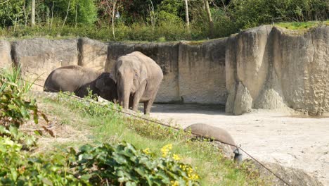 elephant safari: exploring the zoo's elephant habitat