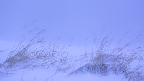 aggressive windy snow storm hitting grass, stable medium shot