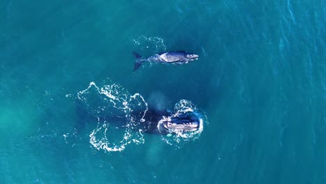 seagull attacking baby whale by eating their skin and fat - aerial shot slowmotion