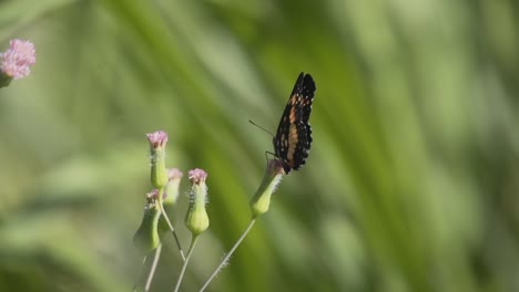 Ein-Umrandeter-Patch-Schmetterling,-Der-Auf-Einer-Blütenknospe-Thront---Nahaufnahme