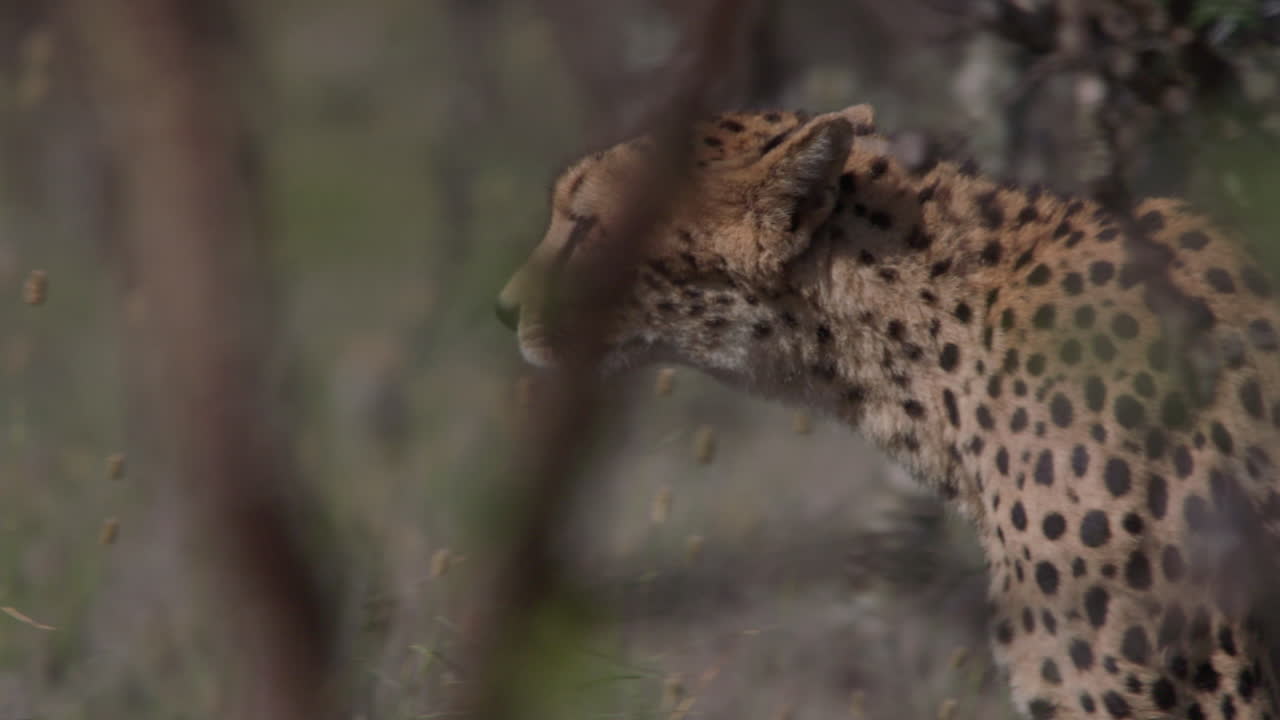 Cheetah Walking Through Tall Grass and Bushes in African Savanna