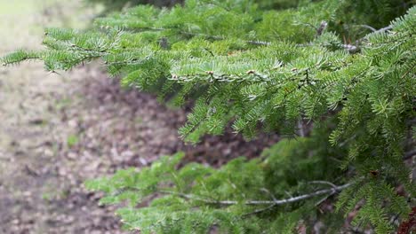 white spruce tree branch moving in the wind slow motion in canadian boreal shield manitoba canada