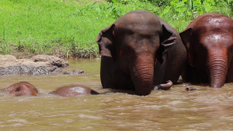 elephant family rolling around and having fun in the river