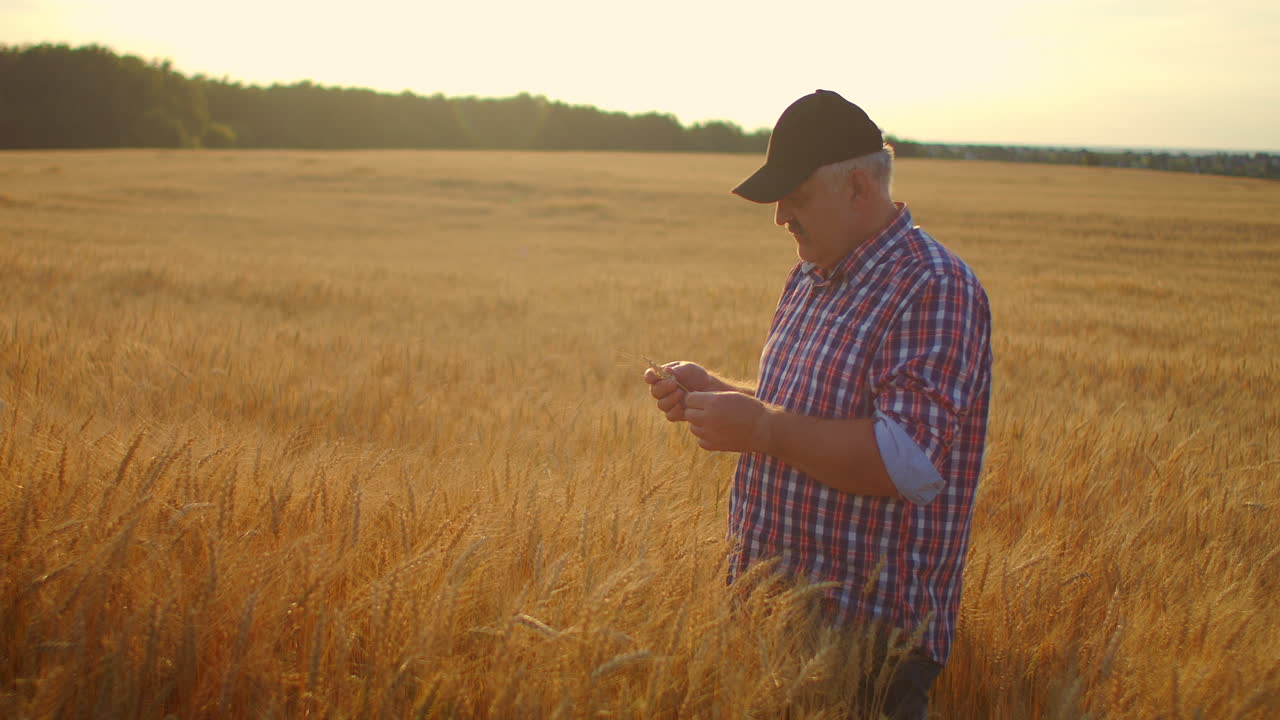 el agricultor adulto toma sus manos en las puntas de trigo y las examina mientras estudia al atardecer en una gorra en cámara lenta