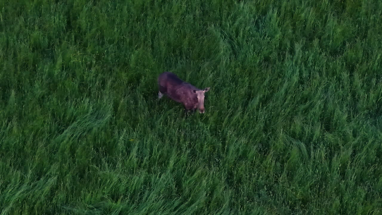Il drone riprende un alce solitario in piedi nell'erba alta in un prato verde lussureggiante al crepuscolo.