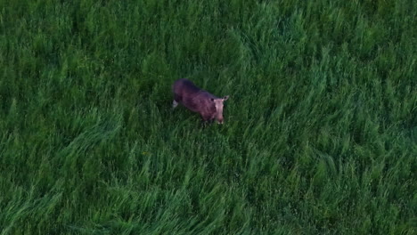 drone captures lone moose standing in tall grass in lush green meadow at dusk
