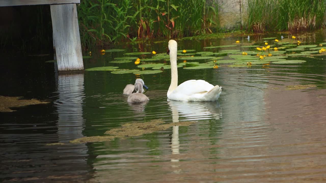 cisne madre con cygnet - patitos - jóvenes comiendo en la naturaleza - 4k ultra hd uhd