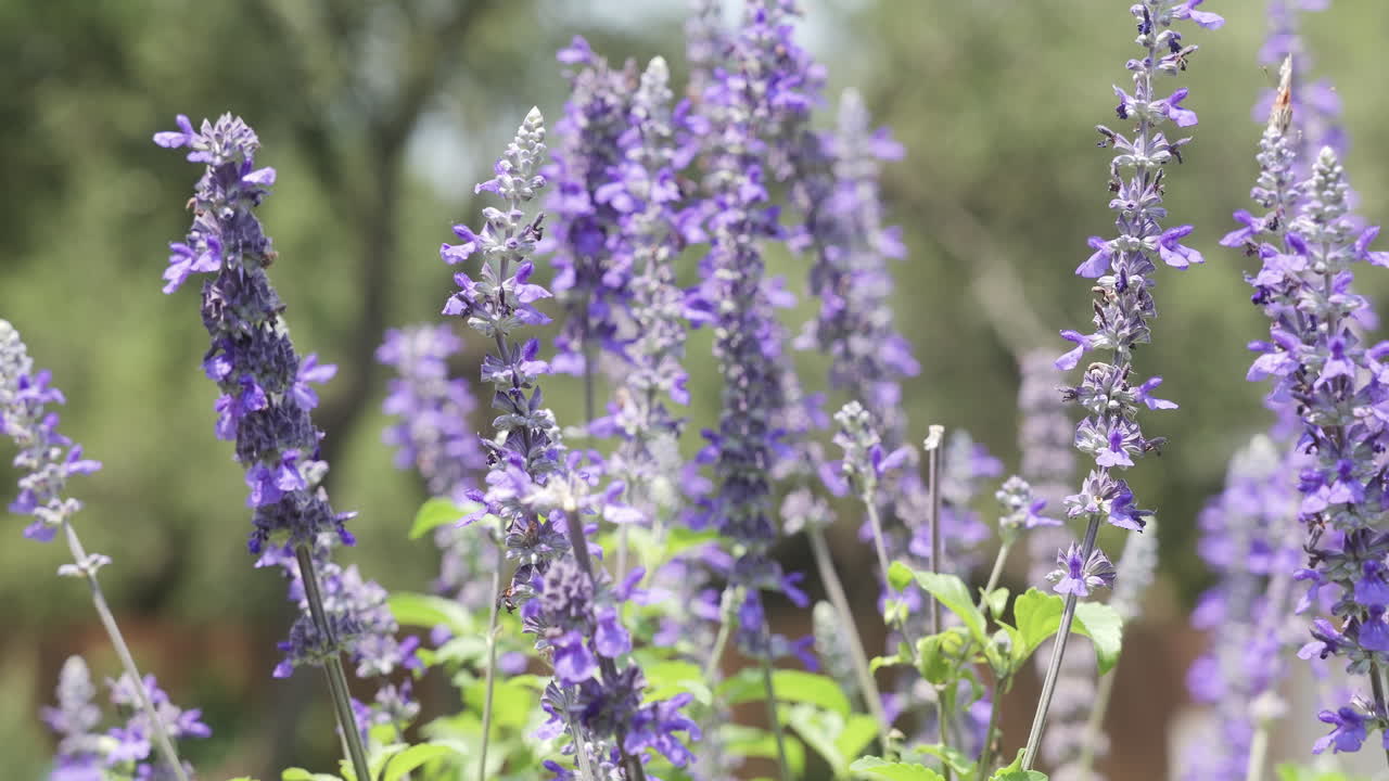 flores de salvia azul soplando en la brisa, mariposas volando a su alrededor
