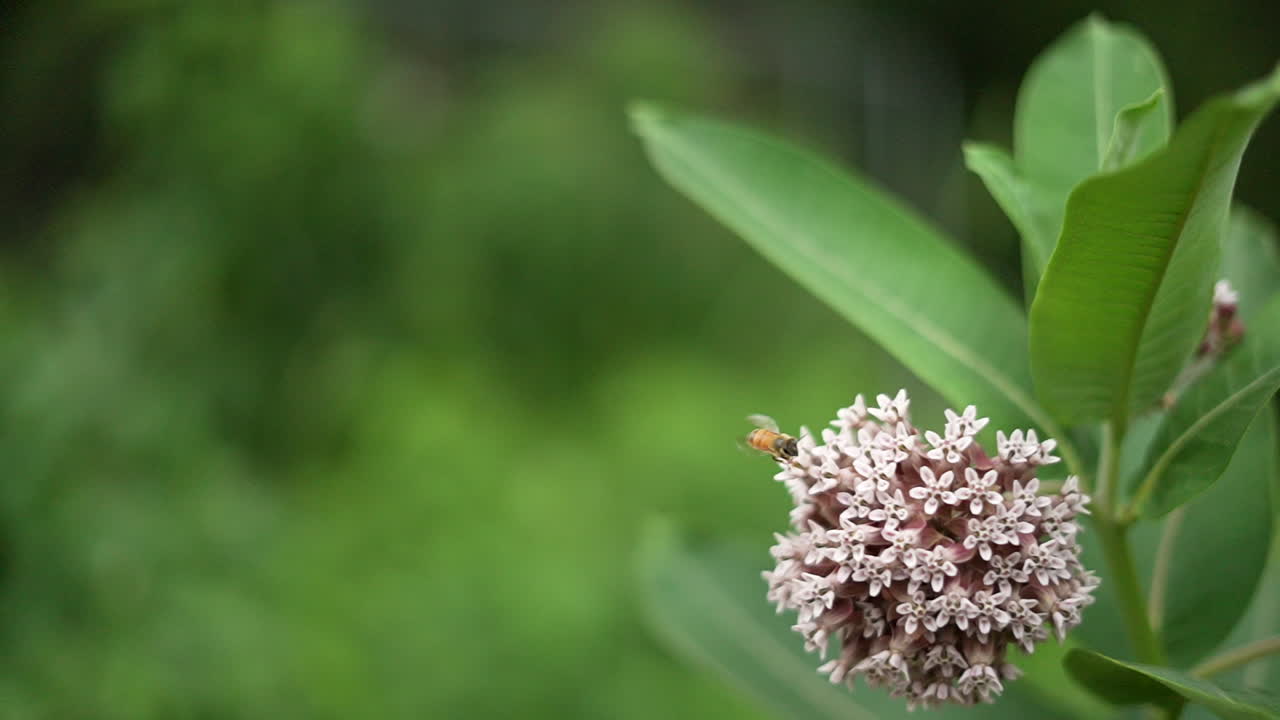 A bee covered struggles gently on a milkweed plant, illuminated by golden sunlight, showcasing the delicate textures of the bee and plant in (240 fps) slow motion.