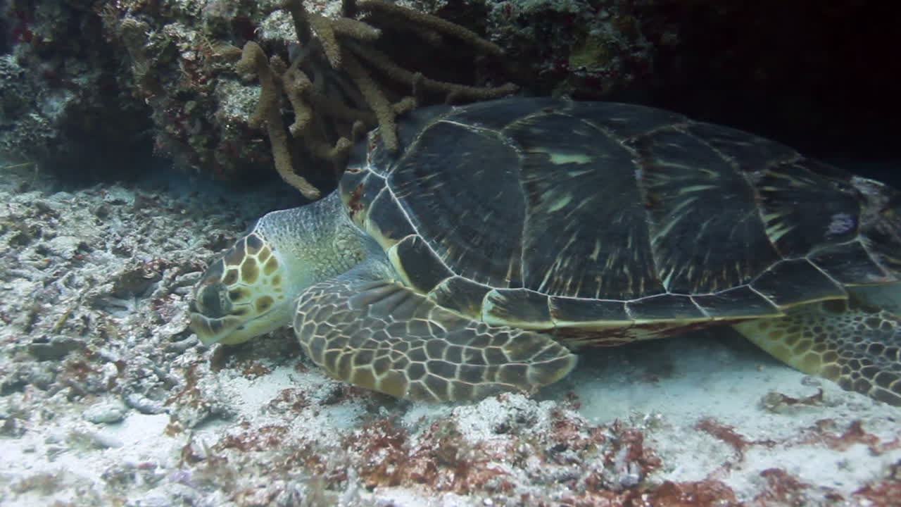 Cozumel Turtle 03