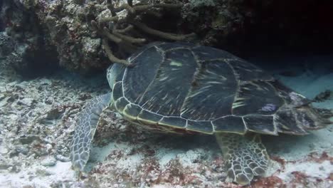 Cozumel-Schildkröte-03