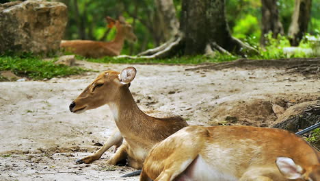 wild deer in a lush natural setting at an open zoo in thailand, roaming, grazing, and interacting peacefully among green trees and grass in their natural‑style habitat