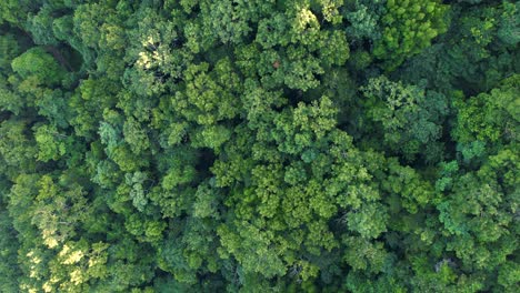 aerial top-down orbiting over guadeloupe forest.