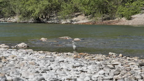 Silberreiher-In-Einem-Fluss-Warten-Auf-Einen-Fisch,-Sonniger-Tag,-Frühling,-Frankreich