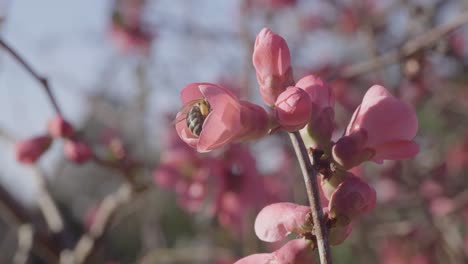 Primer-Plano-Sobre-Una-Abeja-Forrajeando-Una-Flor-Rosa