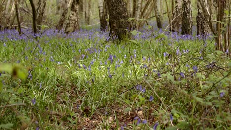 Glockenblumenwald-Mit-Durchbrechender-Sonne-Und-Hummel