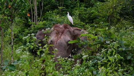 los elefantes asiáticos son especies en peligro de extinción y también son residentes de tailandia