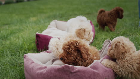 group of puppies relaxing in the park - picnic with pets