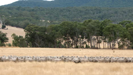 wide shot of herd of sheep being maneuvered by dogs