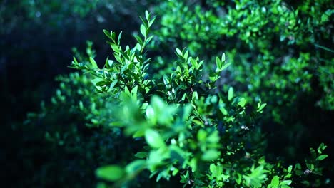 boxwood-bush-in-france-in-good-weather