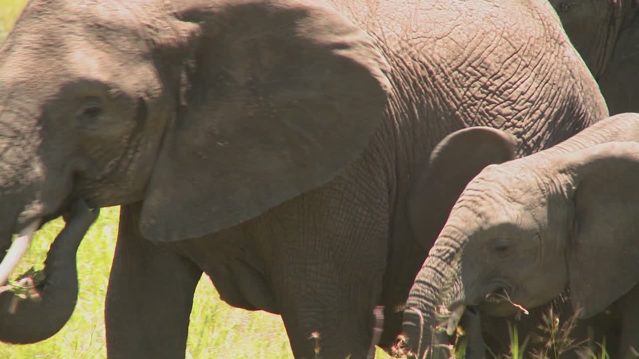 코끼리와 아기는 아프리카 사바나를 가로질러 걷는다