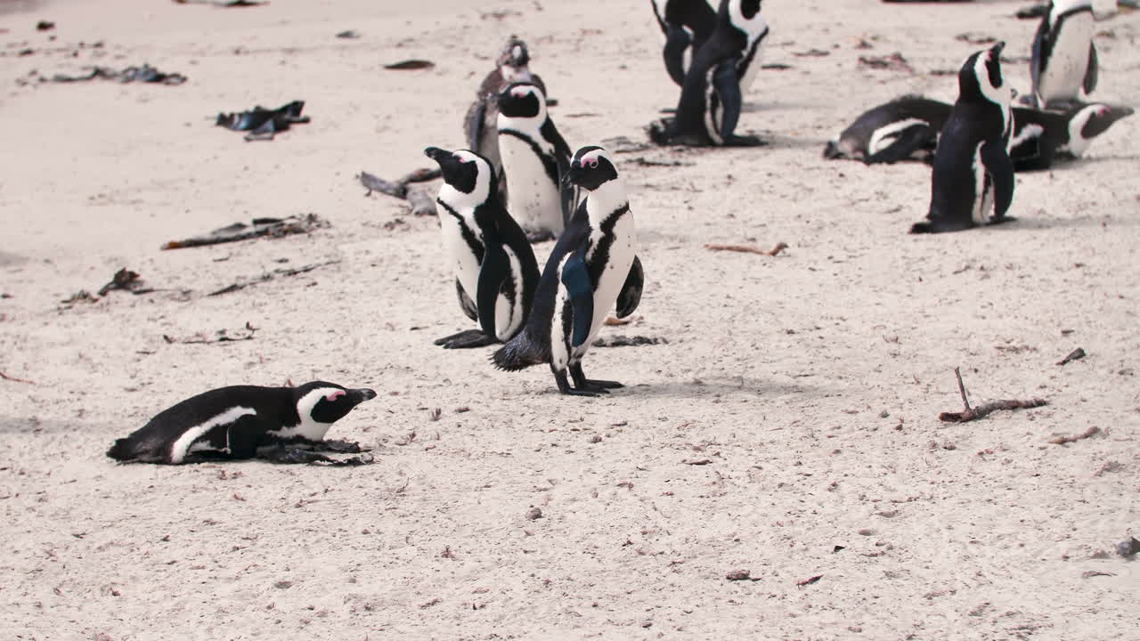 colonia de pingüinos africanos en la playa de ciudad del cabo, sudáfrica, playa de cantos rodados