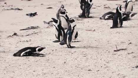 Colonia-De-Pingüinos-Africanos-En-La-Playa-De-Ciudad-Del-Cabo,-Sudáfrica,-Playa-De-Cantos-Rodados