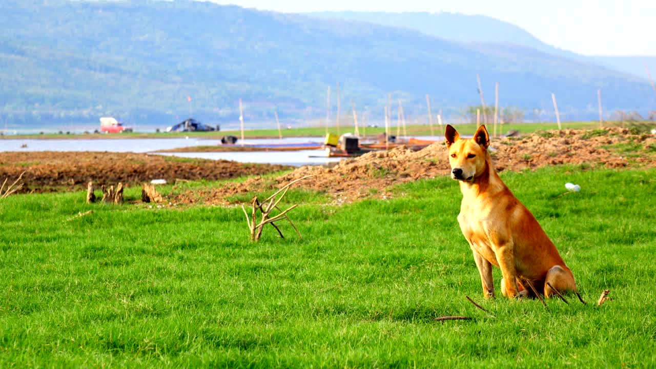 풀 위의 개 - 스 비디오