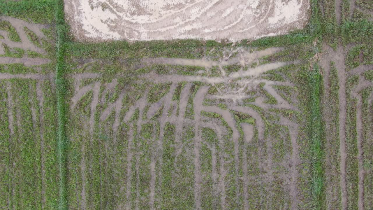 vista aérea de arriba hacia abajo del campo de arroz paddy