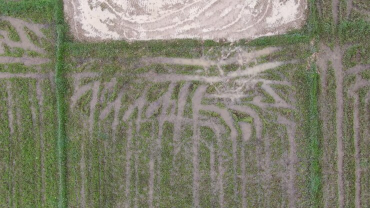 Top down aerial view of paddy rice field