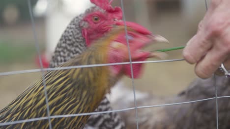 chickens eating out of hand grass in 4k slow motion