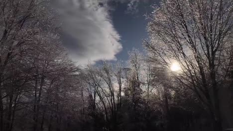 Time-lapse-of-ice-covered-trees-as-sun-goes-down