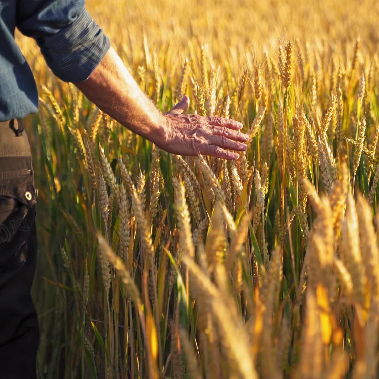 Farmer walks through a wheat field. Man runs his hand through ripe spikelets on golden field background. Cereal cultivation and harvesting.