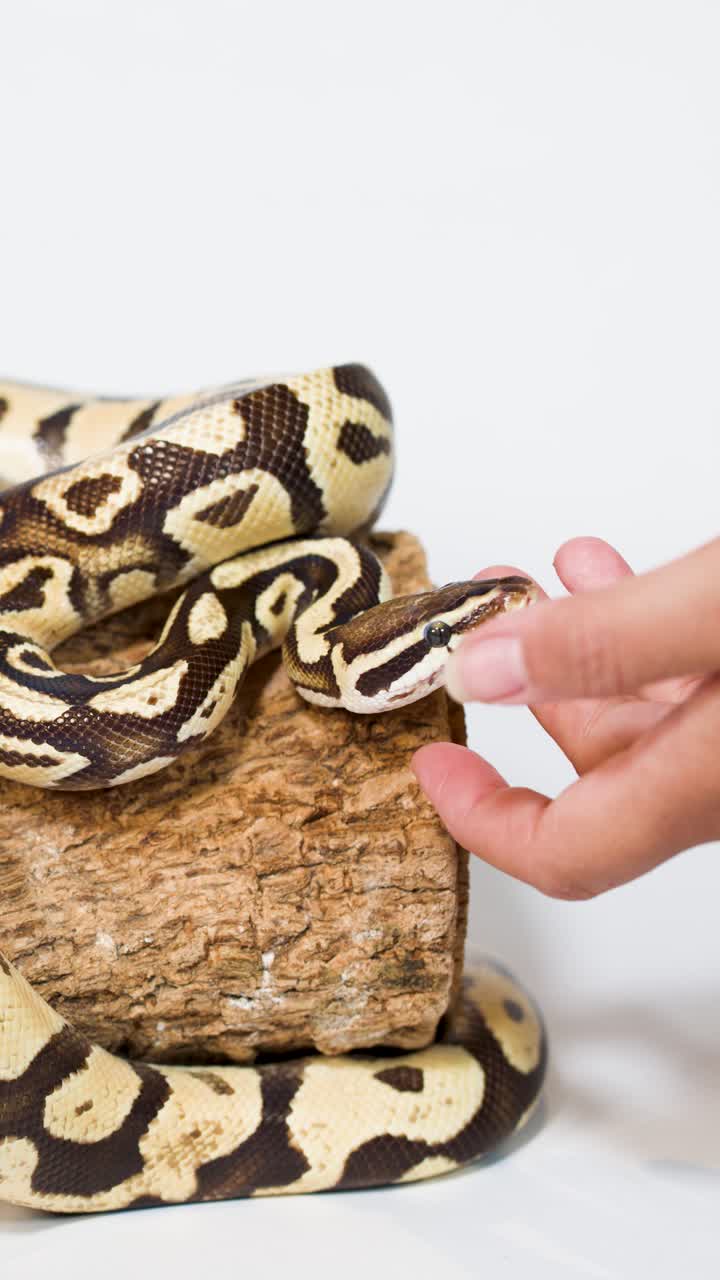 Close-up of calm ball python being carefully handled on perch under bright studio lighting