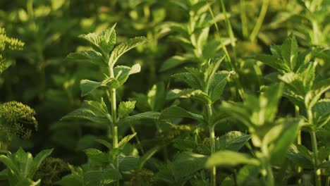 mint leaves growing in the field