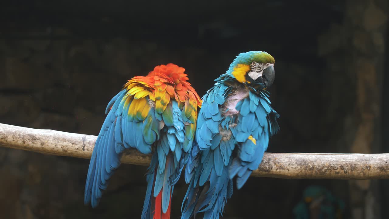 Close up of Two colorful macaw parrots on a tree branch grooming, preening