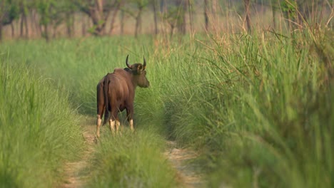 Ein-Gaur-Oder-Wilder-Bison,-Der-Auf-Einer-Unbefestigten-Straße-Läuft,-Bevor-Er-Das-Hohe-Gras-Betritt,-Das-Den-Straßenrand-Säumt