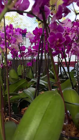 beautiful purple orchids