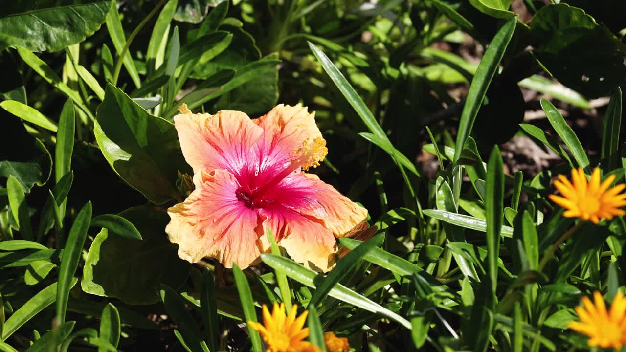 primer plano de flores vibrantes en un jardín
