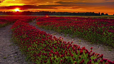 Timelapse-De-Una-Hermosa-Puesta-De-Sol-Dorada-Sobre-Un-Campo-De-Flores-Moradas