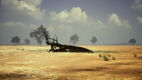 dry landscape with fallen tree and sparse vegetation under cloudy sky