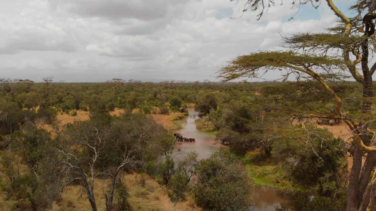 una manada de elefantes cruzando un río en ol pejeta, kenia