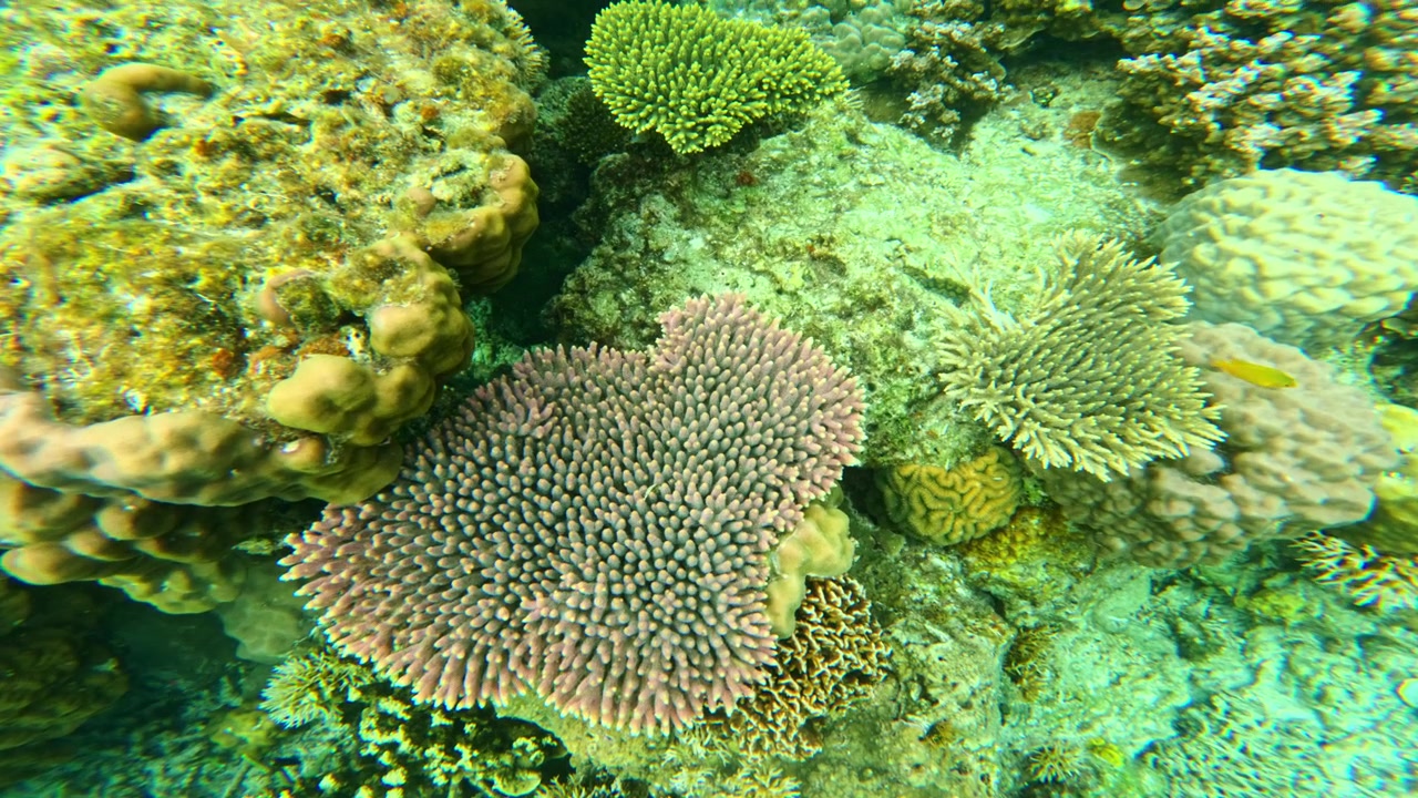 Corallo rosa ramificato domina una vivace barriera corallina con piccoli pesci in acqua limpida.