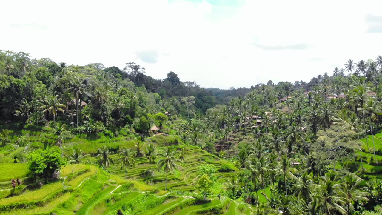 terrazas de arroz verdes y exuberantes de tegallalang en la isla de bali, indonesia