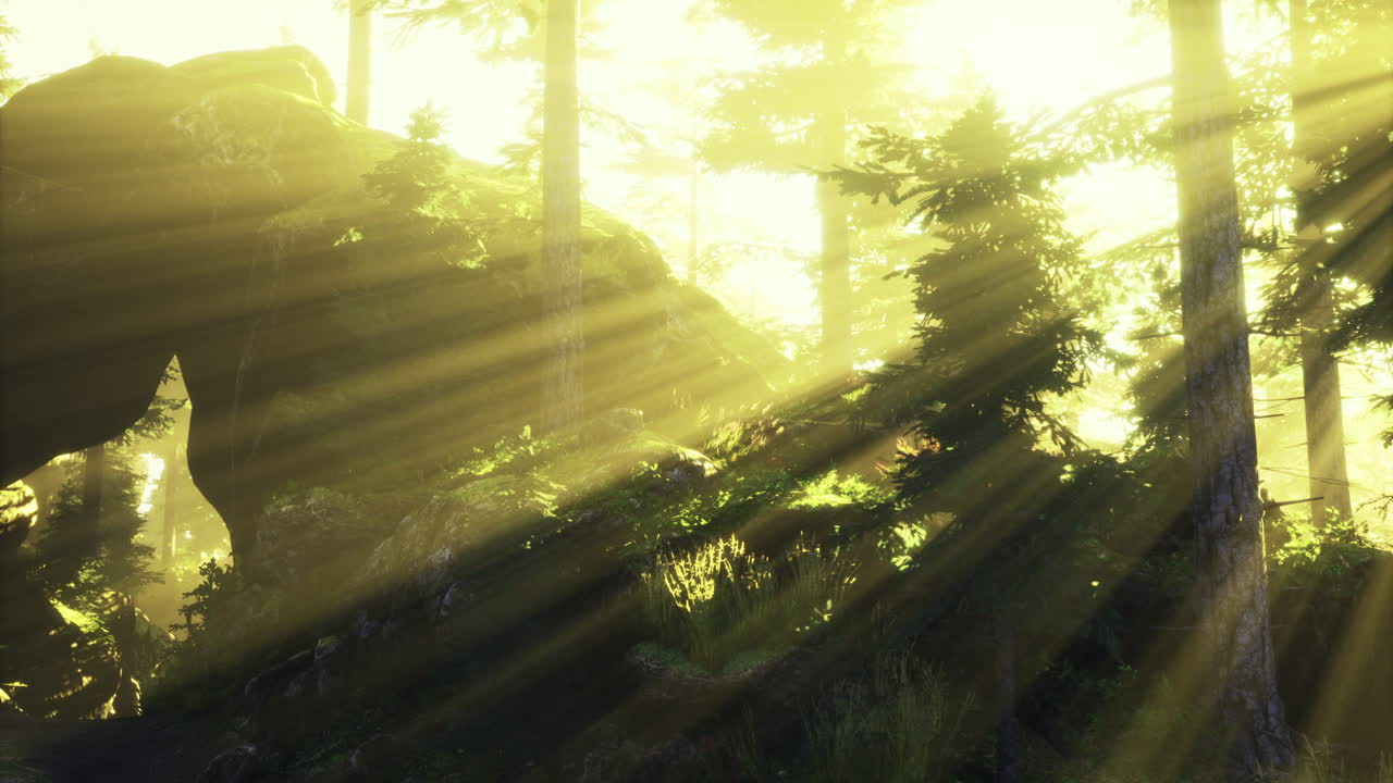 Sunlight filters through forest trees creating a peaceful natural environment