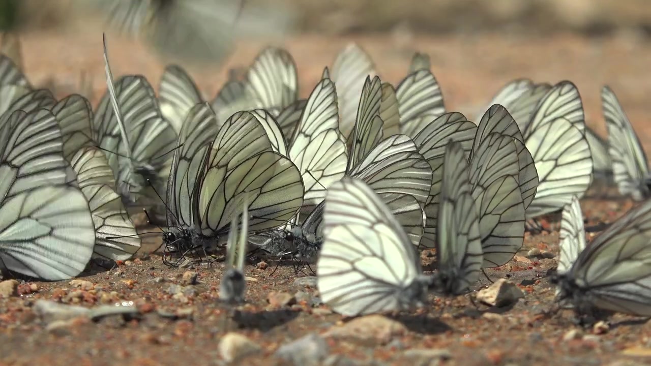 Gruppo di farfalle bianche che si radunano a terra