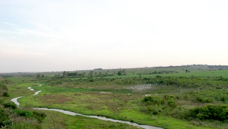 drone-view-of-flocks-of-herons-in-dormitory,-birds,-wild-animals