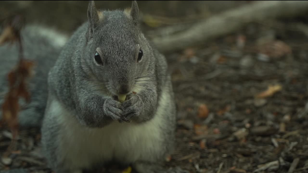 ardilla gris comiendo una nuez